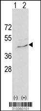 Western blot analysis of his-tag GKAP1 (arrow) using his tag antibody. 293 cell lysates (2 ug/lane) either nontransfected (Lane 1) or transiently transfected with the GKAP1 gene (Lane 2, Cat. #LY10360a).