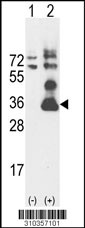 Western blot analysis of his-tag FLJ10769 (arrow) using his tag antibody. 293 cell lysates (2 ug/lane) either nontransfected (Lane 1) or transiently transfected with the FLJ10769 gene (Lane 2, Cat. #LY10357a).
