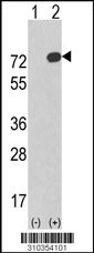 Western blot analysis of his-tag CAMKV (arrow) using his tag antibody. 293 cell lysates (2 ug/lane) either nontransfected (Lane 1) or transiently transfected with the CAMKV gene (Lane 2, Cat. #LY10354a).