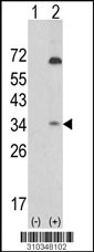 Western blot analysis of his-tag STK40 (arrow) using his tag antibody. 293 cell lysates (2 ug/lane) either nontransfected (Lane 1) or transiently transfected with the STK40 gene (Lane 2, Cat. #LY10348a).