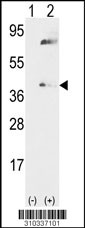 Western blot analysis of his-tag IRAK1BP1 (arrow) using his tag antibody. 293 cell lysates (2 ug/lane) either nontransfected (Lane 1) or transiently transfected with the IRAK1BP1 gene (Lane 2, Cat. #LY10337a).