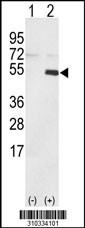 Western blot analysis of his-tag RPS6KL1 (arrow) using his tag antibody. 293 cell lysates (2 ug/lane) either nontransfected (Lane 1) or transiently transfected with the RPS6KL1 gene