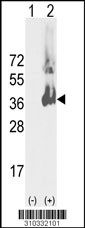 Western blot analysis of his-tag PRPS1 (arrow) using his tag antibody. 293 cell lysates (2 ug/lane) either nontransfected (Lane 1) or transiently transfected with the PRPS1 gene (Lane 2, Cat. #LY10332a).