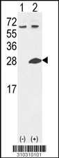 Western blot analysis of his-tag DTYMK (arrow) using his tag antibody. 293 cell lysates (2 ug/lane) either nontransfected (Lane 1) or transiently transfected with the DTYMK gene (Lane 2, Cat. #LY10310a).