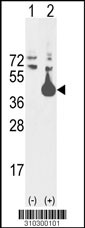 Western blot analysis of his-tag ASNA1 (arrow) using his tag antibody. 293 cell lysates (2 ug/lane) either nontransfected (Lane 1) or transiently transfected with the ASNA1 gene (Lane 2, Cat. #LY10300a).