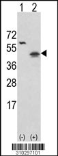 Western blot analysis of his-tag IL12B (arrow) using his tag antibody. 293 cell lysates (2 ug/lane) either nontransfected (Lane 1) or transiently transfected with the IL12B gene (Lane 2, Cat. #LY10297a).