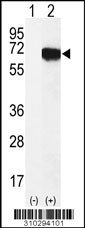 Western blot analysis of his-tag PKMYT1 (arrow) using his tag antibody. 293 cell lysates (2 ug/lane) either nontransfected (Lane 1) or transiently transfected with the PKMYT1 gene