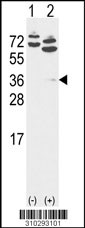 Western blot analysis of his-tag CAMK1 (arrow) using his tag antibody. 293 cell lysates (2 ug/lane) either nontransfected (Lane 1) or transiently transfected with the CAMK1 gene (Lane 2, Cat. #LY10293a).