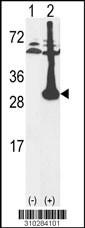 Western blot analysis of his-tag NP (arrow) using his tag antibody. 293 cell lysates (2 ug/lane) either nontransfected (Lane 1) or transiently transfected with the NP gene (Lane 2, Cat. #LY10284a).