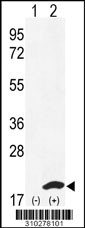 Western blot analysis of his-tag HBG2 (arrow) using his tag antibody. 293 cell lysates (2 ug/lane) either nontransfected (Lane 1) or transiently transfected with the HBG2 gene