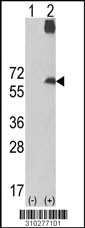 Western blot analysis of his-tag FPR2 (arrow) using his tag antibody. 293 cell lysates (2 ug/lane) either nontransfected (Lane 1) or transiently transfected with the FPR2 gene (Lane 2, Cat. #LY10277a).