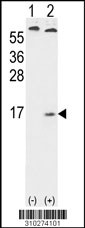 Western blot analysis of his-tag DEFA5 (arrow) using his tag antibody. 293 cell lysates (2 ug/lane) either nontransfected (Lane 1) or transiently transfected with the DEFA5 gene (Lane 2, Cat. #LY10274a).