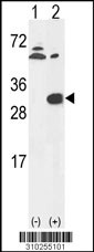 Western blot analysis of his-tag HMOX1 (arrow) using his tag antibody. 293 cell lysates (2 ug/lane) either nontransfected (Lane 1) or transiently transfected with the HMOX1 gene (Lane 2, Cat. #LY10255a).