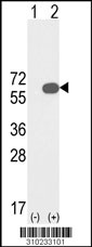 Western blot analysis of his-tag PALLD (arrow) using his tag antibody. 293 cell lysates (2 ug/lane) either nontransfected (Lane 1) or transiently transfected with the PALLD gene (Lane 2, Cat. #LY10233a).