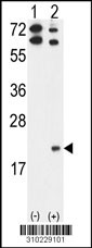 Western blot analysis of his-tag IL4 (arrow) using his tag antibody. 293 cell lysates (2 ug/lane) either nontransfected (Lane 1) or transiently transfected with the IL4 gene (Lane 2, Cat. #LY10229a).
