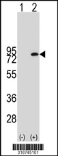 Western blot analysis of his-tag PHACTR3 (arrow) using his tag antibody. 293T cell lysates (2 ug/lane) either nontransfected (Lane 1) or transiently transfected with the PHACTR3 gene‘