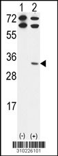 Western blot analysis of his-tag WIBG (arrow) using his tag antibody. 293 cell lysates (2 ug/lane) either nontransfected (Lane 1) or transiently transfected with the WIBG gene (Lane 2, Cat. #LY10226a).