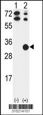 Western blot analysis of his-tag MGC87631 (arrow) using his tag antibody. 293 cell lysates (2 ug/lane) either nontransfected (Lane 1) or transiently transfected with the MGC87631 gene (Lane 2, Cat. #LY10214a).