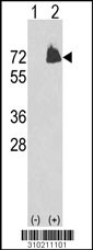 Western blot analysis of his-tag MIA3 (arrow) using his tag antibody. 293 cell lysates (2 ug/lane) either nontransfected (Lane 1) or transiently transfected with the MIA3 gene (Lane 2, Cat. #LY10211a).