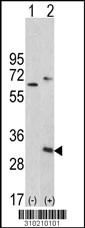 Western blot analysis of his-tag LYPD5 (arrow) using his tag antibody. 293 cell lysates (2 ug/lane) either nontransfected (Lane 1) or transiently transfected with the LYPD5 gene (Lane 2, Cat. #LY10210a).
