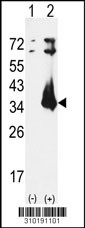 Western blot analysis of his-tag TNFSF13 (arrow) using his tag antibody. 293 cell lysates (2 ug/lane) either nontransfected (Lane 1) or transiently transfected with the TNFSF13 gene (Lane 2, Cat. #LY10191a).