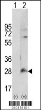 Western blot analysis of his-tag C19orf50 (arrow) using his tag antibody. 293 cell lysates (2 ug/lane) either nontransfected (Lane 1) or transiently transfected with the C19orf50 gene (Lane 2, Cat. #LY10175a).