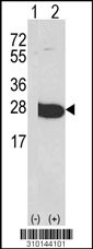 Western blot analysis of his-tag GUK1 (arrow) using his tag antibody. 293 cell lysates (2 ug/lane) either nontransfected (Lane 1) or transiently transfected with the GUK1 gene (Lane 2, Cat. #LY10144a).