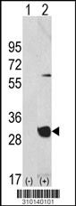 Western blot analysis of his-tag CSNK2A1 (arrow) using his tag antibody. 293 cell lysates (2 ug/lane) either nontransfected (Lane 1) or transiently transfected with the CSNK2A1 gene (Lane 2, Cat. #LY10140a).