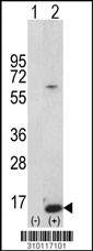 Western blot analysis of his-tag IL8 (arrow) using his tag antibody. 293 cell lysates (2 ug/lane) either nontransfected (Lane 1) or transiently transfected with the IL8 gene (Lane 2, Cat. #LY10117a).