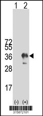 Western blot analysis of his-tag C19orf46 (arrow) using his tag antibody. 293T cell lysates (2 ug/lane) either nontransfected (Lane 1) or transiently transfected with the C19orf46 gene‘