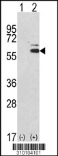 Western blot analysis of his-tag PIK3R3 (arrow) using his tag antibody. 293 cell lysates (2 ug/lane) either nontransfected (Lane 1) or transiently transfected with the PIK3R3 gene (Lane 2, Cat. #LY10104a).