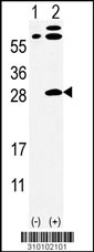Western blot analysis of his-tag PSMB3 (arrow) using his tag antibody. 293 cell lysates (2 ug/lane) either nontransfected (Lane 1) or transiently transfected with the PSMB3 gene (Lane 2, Cat. #LY10102a).