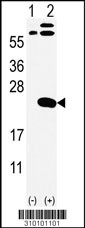 Western blot analysis of his-tag GH1 (arrow) using his tag antibody. 293 cell lysates (2 ug/lane) either nontransfected (Lane 1) or transiently transfected with the GH1 gene (Lane 2, Cat. #LY10101a).