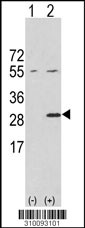Western blot analysis of his-tag ITGB1BP3 (arrow) using his tag antibody. 293 cell lysates (2 ug/lane) either nontransfected (Lane 1) or transiently transfected with the ITGB1BP3 gene (Lane 2, Cat. #LY10093a).