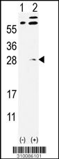 Western blot analysis of his-tag MOS? (arrow) using his tag antibody. 293 cell lysates (2 ug/lane) either nontransfected (Lane 1) or transiently transfected with the MOS? gene (Lane 2, Cat. #LY10086a).