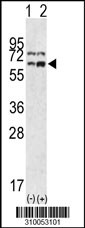 Western blot analysis of his-tag CDC23 (arrow) using his tag antibody. 293 cell lysates (2 ug/lane) either nontransfected (Lane 1) or transiently transfected with the CDC23 gene (Lane 2, Cat. #LY10053a).