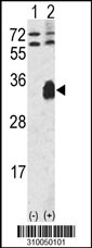Western blot analysis of his-tag CD40LG (arrow) using his tag antibody. 293 cell lysates (2 ug/lane) either nontransfected (Lane 1) or transiently transfected with the CD40LG gene (Lane 2, Cat. #LY10050a).