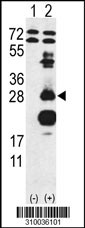 Western blot analysis of his-tag AREG (arrow) using his tag antibody. 293 cell lysates (2 ug/lane) either nontransfected (Lane 1) or transiently transfected with the AREG gene (Lane 2, Cat. #LY10036a).