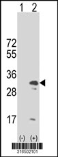 Western blot analysis of his-tag TFAM (arrow) using his tag antibody. 293T cell lysates (2 ug/lane) either nontransfected (Lane 1) or transiently transfected with the TFAM gene‘