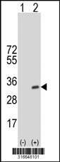 Western blot analysis of his-tag INMT (arrow) using his tag antibody. 293T cell lysates (2 ug/lane) either nontransfected (Lane 1) or transiently transfected with the INMT gene‘