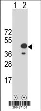 Western blot analysis of his-tag SEC14L4 (arrow) using his tag antibody. 293T cell lysates (2 ug/lane) either nontransfected (Lane 1) or transiently transfected with the SEC14L4 gene‘