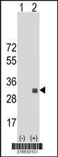 Western blot analysis of his-tag TECTB (arrow) using his tag antibody. 293T cell lysates (2 ug/lane) either nontransfected (Lane 1) or transiently transfected with the TECTB gene‘