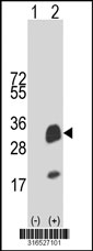 Western blot analysis of his-tag FAM153C (arrow) using his tag antibody. 293T cell lysates (2 ug/lane) either nontransfected (Lane 1) or transiently transfected with the FAM153C gene‘