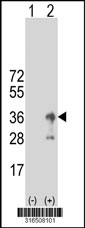 Western blot analysis of his-tag TM4SF20 (arrow) using his tag antibody. 293T cell lysates (2 ug/lane) either nontransfected (Lane 1) or transiently transfected with the TM4SF20 gene‘