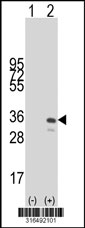Western blot analysis of his-tag LUZP2 (arrow) using his tag antibody. 293T cell lysates (2 ug/lane) either nontransfected (Lane 1) or transiently transfected with the LUZP2 gene‘