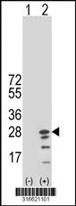 Western blot analysis of his-tag FAM19A3 (arrow) using his tag antibody. 293T cell lysates (2 ug/lane) either nontransfected (Lane 1) or transiently transfected with the FAM19A3 gene‘