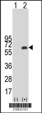 Western blot analysis of his-tag RNPEPL1 (arrow) using his tag antibody. 293T cell lysates (2 ug/lane) either nontransfected (Lane 1) or transiently transfected with the RNPEPL1 gene‘