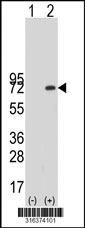 Western blot analysis of his-tag TBX18 (arrow) using his tag antibody. 293T cell lysates (2 ug/lane) either nontransfected (Lane 1) or transiently transfected with the TBX18 gene‘