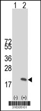 Western blot analysis of his-tag HINT2 (arrow) using his tag antibody. 293T cell lysates (2 ug/lane) either nontransfected (Lane 1) or transiently transfected with the HINT2 gene‘
