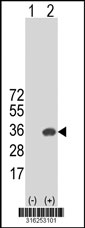 Western blot analysis of his-tag FLJ21438 (arrow) using his tag antibody. 293T cell lysates (2 ug/lane) either nontransfected (Lane 1) or transiently transfected with the FLJ21438 gene‘